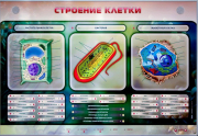 Стенды для кабинета биологии - «globural.ru» - Пенза