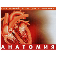 Анатомия. (Цифровой атлас школьника) - «globural.ru» - Пенза