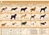 Комплект плакатов "Кинология" - «globural.ru» - Пенза