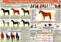 Комплект плакатов "Служебное коневодство" - «globural.ru» - Пенза