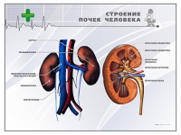 Стенд "Строение почки человека" - «globural.ru» - Пенза
