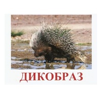 Карточки Домана "Дикие животные-3" - «globural.ru» - Пенза