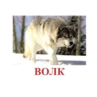Карточки Домана "Дикие животные-1" - «globural.ru» - Пенза