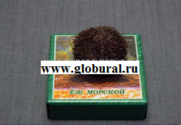 Сухой препарат "Еж морской" - «globural.ru» - Пенза