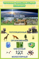 Стенд "Уровни организации живого" - «globural.ru» - Пенза