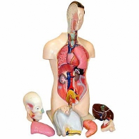 Торс человека разборный (42 см.) - «globural.ru» - Пенза