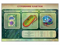 Электрифицированный стенд "Строение клетки" с маркерными полями - «globural.ru» - Пенза