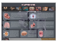 Стенд "Курение" (вариант 1) - «globural.ru» - Пенза