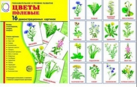 Демонстрационные карточки "Цветы полевые" - «globural.ru» - Пенза