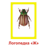 Логопедка "Ж" (логопедические карточки) - «globural.ru» - Пенза