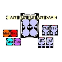 Модель-аппликация "Биосинтез белка" (ламинированная) - «globural.ru» - Пенза