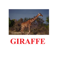 "Wild Animals-1" ("Дикие животные-1") английские карточки Домана - «globural.ru» - Пенза