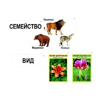 Модель-аппликация "Классификация растений и животных" (ламинированная) - «globural.ru» - Пенза
