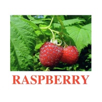 "Berries-1" ("Ягоды-1") английские карточки Домана - «globural.ru» - Пенза