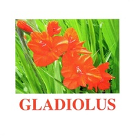 "Flowers-1" ("Цветы-1") английские карточки Домана - «globural.ru» - Пенза