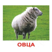.Карточки Домана "Домашние животные" - «globural.ru» - Пенза