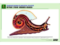 Рельефная таблица "Внутреннее строение брюхоногого моллюска" (формат А1, матовое ламинир.) - «globural.ru» - Пенза