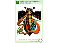 Рельефная таблица "Внутреннее строение жука" (формат А1, матовое ламинир.) - «globural.ru» - Пенза