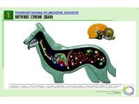 Рельефная таблица "Внутреннее строение собаки" (формат А1, матовое ламинир.) - «globural.ru» - Пенза