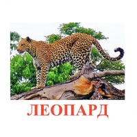 Карточки Домана "Дикие животные-2" - «globural.ru» - Пенза