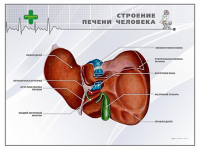 Стенд "Строение печени человека" - «globural.ru» - Пенза
