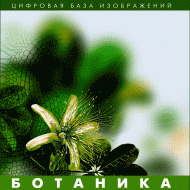 Ботаника. (Цифровая база изображений) - «globural.ru» - Пенза