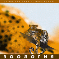 Зоология. (Цифровая база изображений) - «globural.ru» - Пенза
