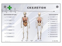 Электрифицированный стенд-тренажер "Скелетон" - «globural.ru» - Пенза