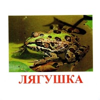 Карточки Домана "Амфибии и рептилии" - «globural.ru» - Пенза