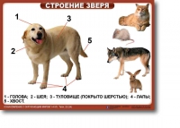 Ознакомление с окружающим миром. 1-4 класс. Комплект таблиц. Наглядные пособия для начальной школы, учебные пособия - «globural.ru» - Пенза