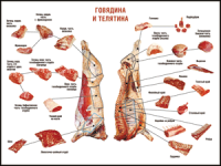 Правила разделки мясных туш "Говядина и телятина" 1000*1400 винил - «globural.ru» - Пенза