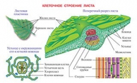 Плакаты и таблицы по биологии - «globural.ru» - Пенза