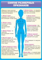 Стенд "Снятие мерок" (вариант 2) - «globural.ru» - Пенза