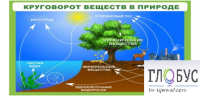 Стенд "Круговорот веществ" - «globural.ru» - Пенза