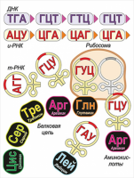 Модель-аппликация Биосинтез белка - «globural.ru» - Пенза