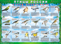 Таблица Птицы России из  4 листов в комплекте 1000*1400 винил	 - «globural.ru» - Пенза