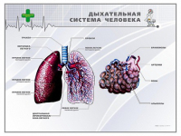 Стенд "Дыхательная система человека" - «globural.ru» - Пенза