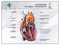 Стенд "Строение сердца человека" - «globural.ru» - Пенза