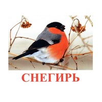 Карточки Домана "Птицы-1" - «globural.ru» - Пенза