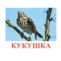 Карточки Домана "Птицы-3" - «globural.ru» - Пенза