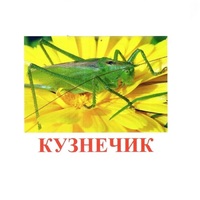 Карточки Домана "Насекомые" - «globural.ru» - Пенза