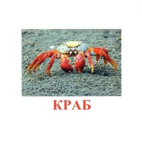 Карточки Домана "Подводный мир" - «globural.ru» - Пенза
