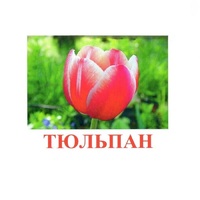 Карточки Домана "Цветы-1" - «globural.ru» - Пенза