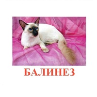 Карточки Домана "Породы кошек" - «globural.ru» - Пенза