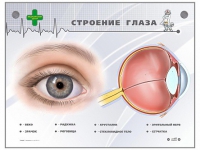 Интерактивный стенд "Строение глаза" - «globural.ru» - Пенза
