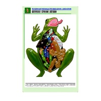 Рельефная таблица "Внутреннее строение лягушки" (формат А1, матовое ламинир.) - «globural.ru» - Пенза