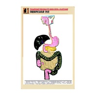 Рельефная таблица "Пищеварительный тракт" (формат А1, матовое ламинир.) - «globural.ru» - Пенза
