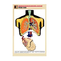 Рельефная таблица "Строение легких" (формат А1, матовое ламинир.) - «globural.ru» - Пенза