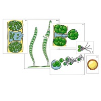 Модель-аппликация "Размножение многоклеточной водоросли" (ламинированная) - «globural.ru» - Пенза