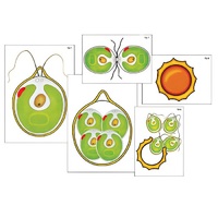 Модель-аппликация "Размножение одноклеточной водоросли" (ламинированная) - «globural.ru» - Пенза